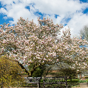 在英国属花园的Springtime英国图片