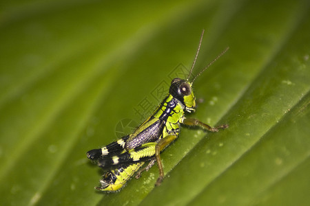 植物上的绿色蟋蟀图片