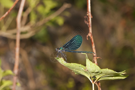 一只蜻蜓在叶子上休息图片