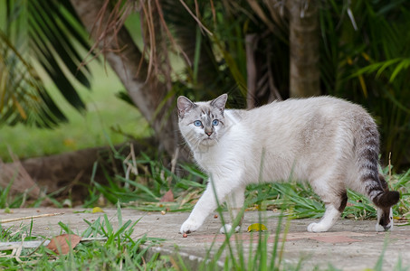 青蓝眼睛的可爱小猫图片