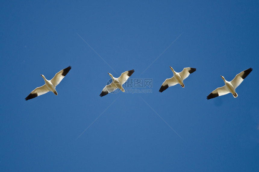 四只雪雁在蓝天飞翔图片