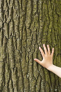 孩子们的手拥抱一棵树Instagram效果图片