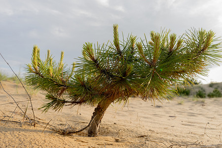 小松树生长在沙地背景图片