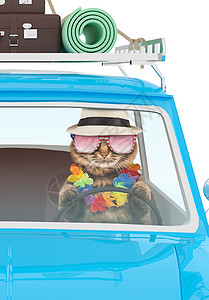 滑稽猫在车里度假滑稽猫穿着哈瓦伊安列伊蓝色旧图片