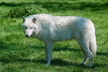北极野狼在其栖息地图片