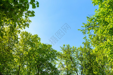 通过绿树打开天空的视野美丽的树顶在蓝天和光的背景下白天阳光镇图片