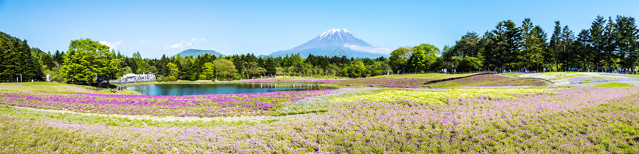 富士山下美丽的花海图片