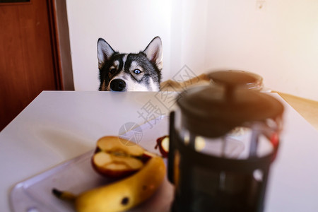狗乖在厨房等食物图片