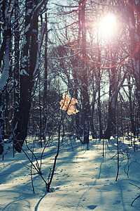 冬天树上的孤叶林图片