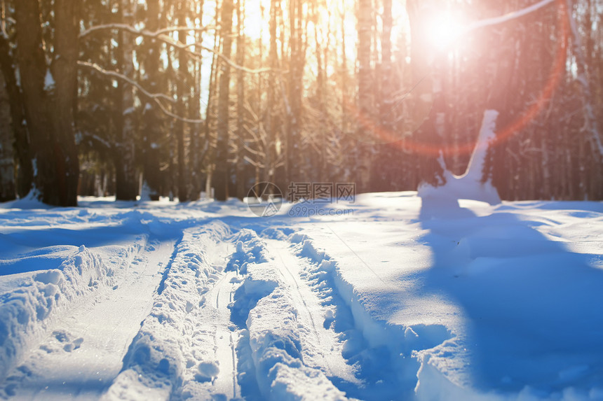 冬季森林中的乡村滑雪图片