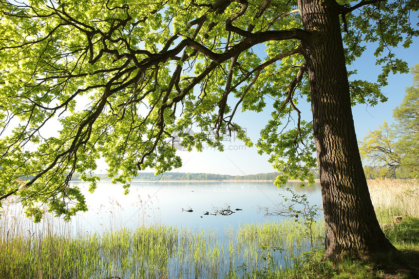 春天的早晨湖边的橡树图片