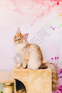 红银斑点猫坐在自然背景和小心耳朵上图片