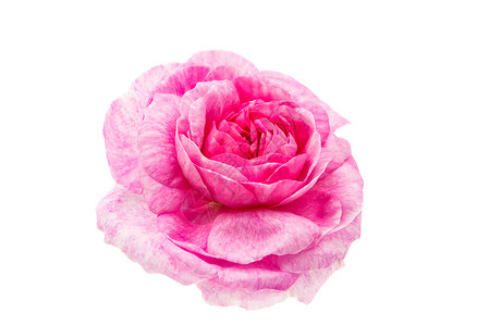 粉色花朵玫瑰在白底色图片
