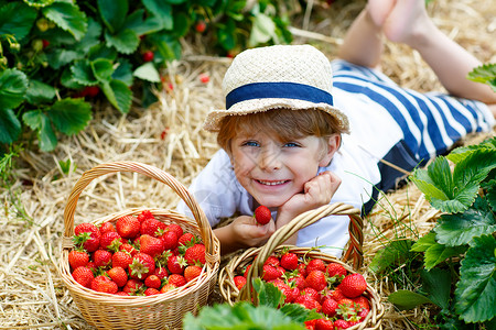 快乐的金发小男孩夏天在有机生物浆果农场采摘和吃草莓图片
