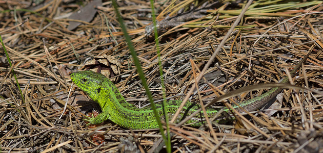 绿蜥蜴Lacertaviridis是绿蜥蜴属的一种蜥蜴图片
