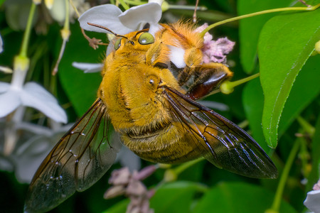 蜜蜂大黄蜂昆虫的宏关闭了图片