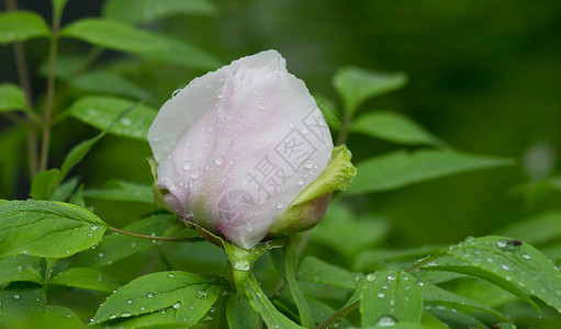 淡粉色的牡丹花带有露珠雨图片