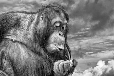 黑白金日落背景上的猩胡须猴子肖像图片