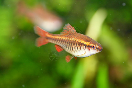 樱桃倒钩Puntiustitteya是鲤科Cyprinidae的淡水鱼图片