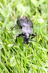 关闭一只黑甲虫在绿色背景图片