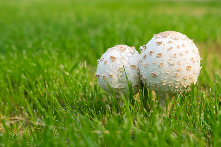 选择关注草地中的一对白毒蘑菇背景图片
