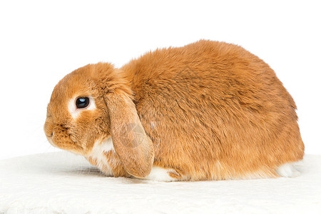 在白色背景上被隔离的适合室内红式长毛兔背景图片