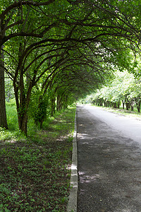 树木和灌木丛中的城市公园小巷图片