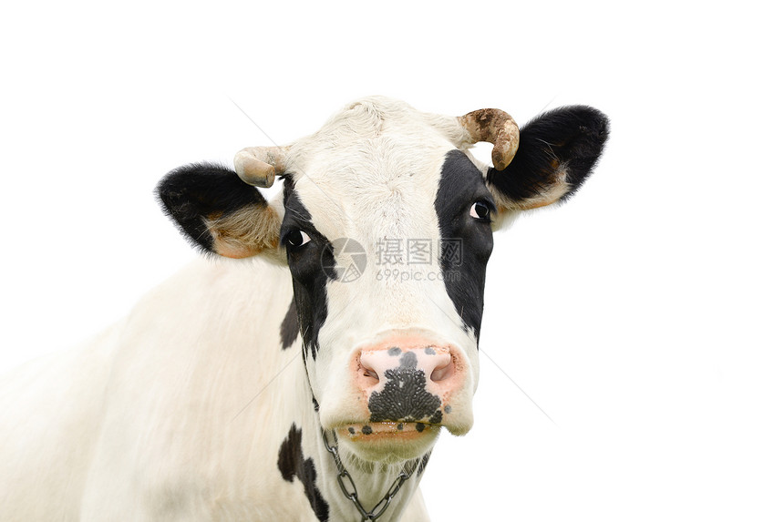 可爱的说话可爱的奶牛被图片