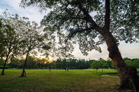 泰国日落时有树的绿色公园图片