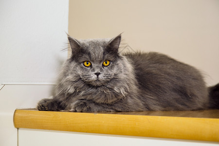 长头发长可爱的灰色猫图片