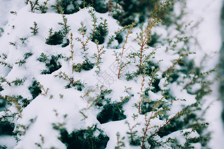 雪下的杜松枝图片