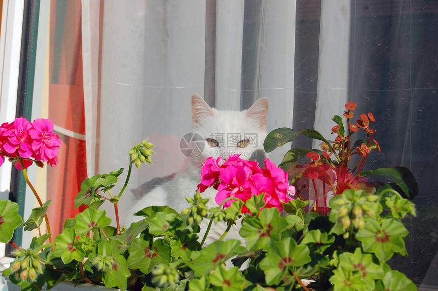 白猫看着窗外图片