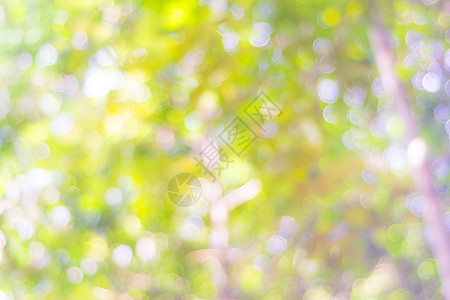 模糊的散景绿叶太阳光背景模糊的黄色叶子光线图片