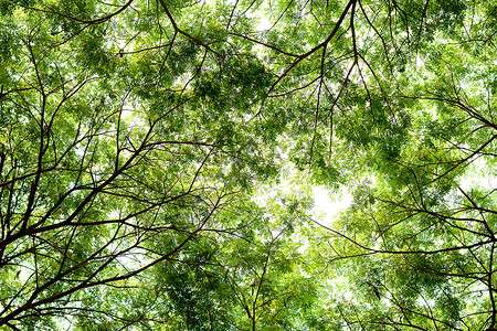 树枝绿叶背景地球图片