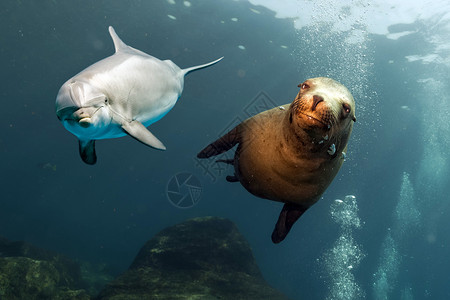 海豚和海狮海洋背景下水的图片