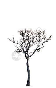 死树是孤独的图片