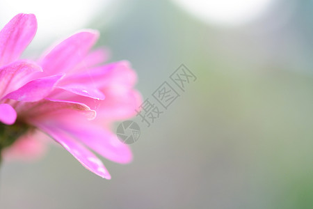 特写美女非洲菊花图片