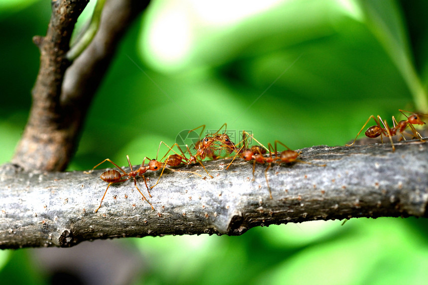 红蚂蚁搬食物图片