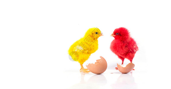 可爱的小黄鸡和红鸡蛋图片
