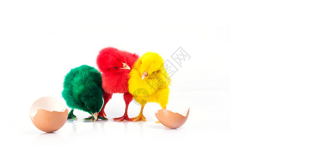 可爱的小红鸡黄鸡和绿鸡配破蛋鸡概念图片