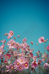 粉红色的花朵与蓝天图片