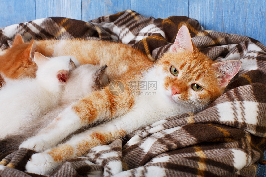 姜猫母乳喂养她的小猫图片