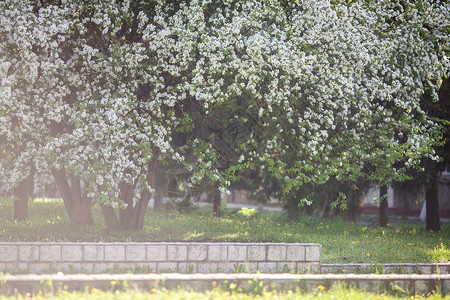 白天公园里春天盛开的白色苹果树图片