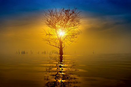 日出时湖上枯树的剪影图片