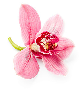 美丽的粉红兰花白底孤图片