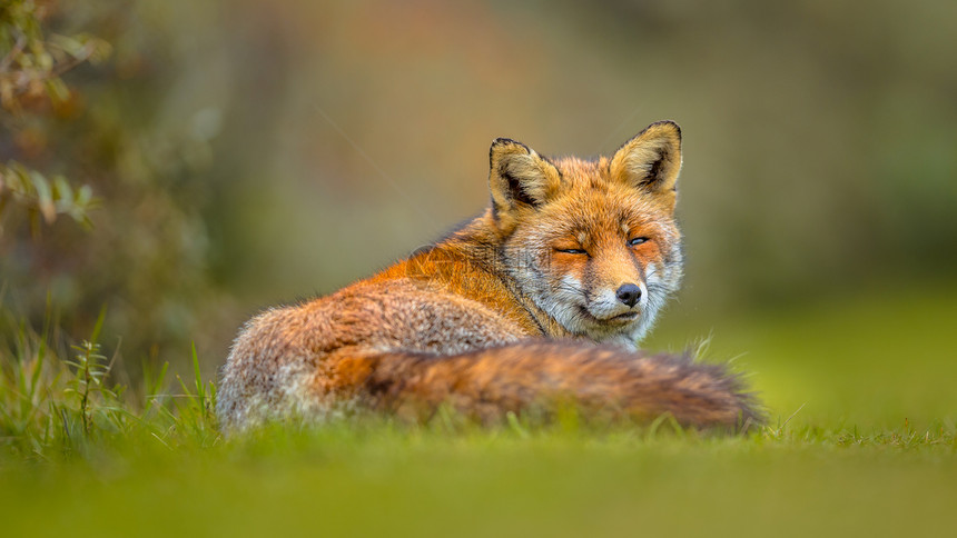 老灰色欧洲红狐Vulpesvulpes在草丛中休息并向后看红狐是适应强和机会主义的杂食动物图片