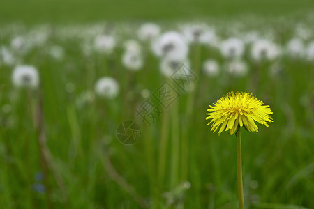 草地上盛开的黄色蒲公英的景色图片