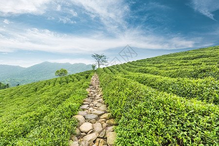 春中美丽的茶叶种植图片
