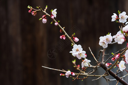 日本北海道札幌木制背景的白色樱花或樱花图片