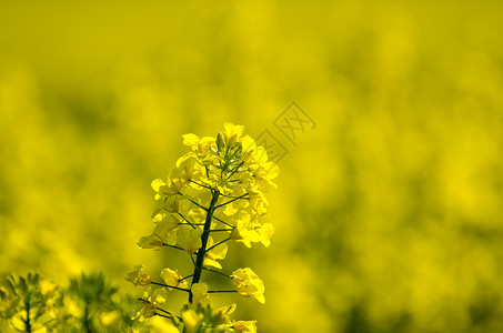 黄色模糊背景的油菜花特写图片